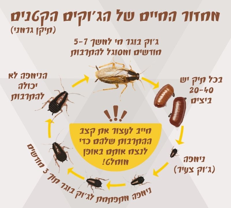 מחזור חיים של ג'וקים קטנים