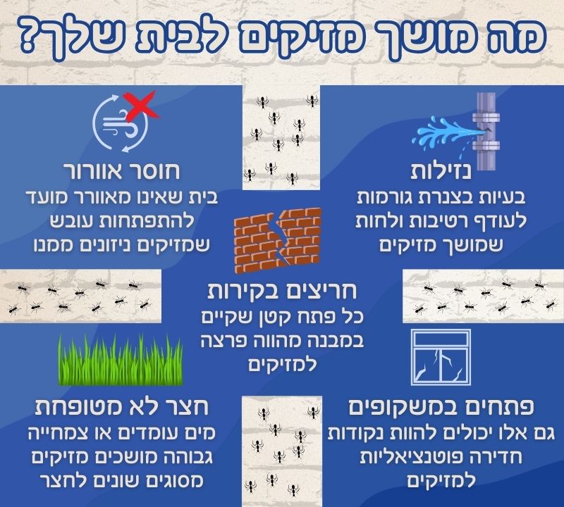 מה מושך מזיקים לבית