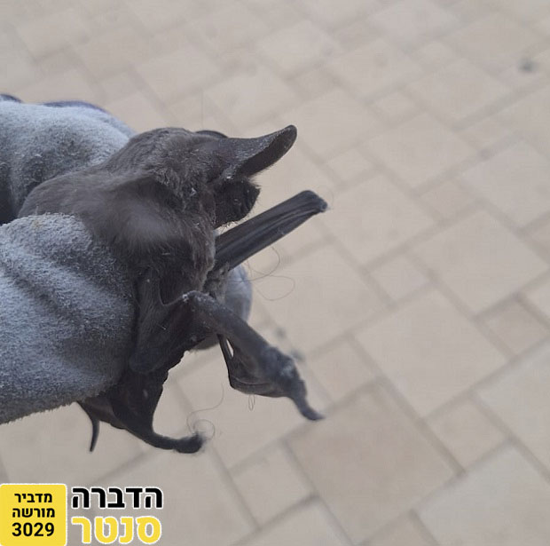 לכידת עטלף בחצר בידיים